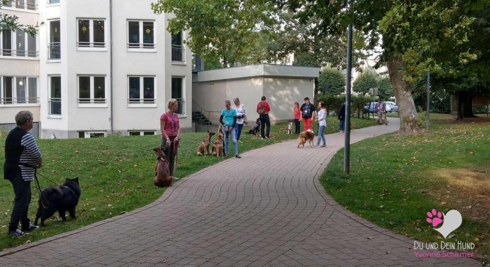Social Walk Hennef Hundeschule