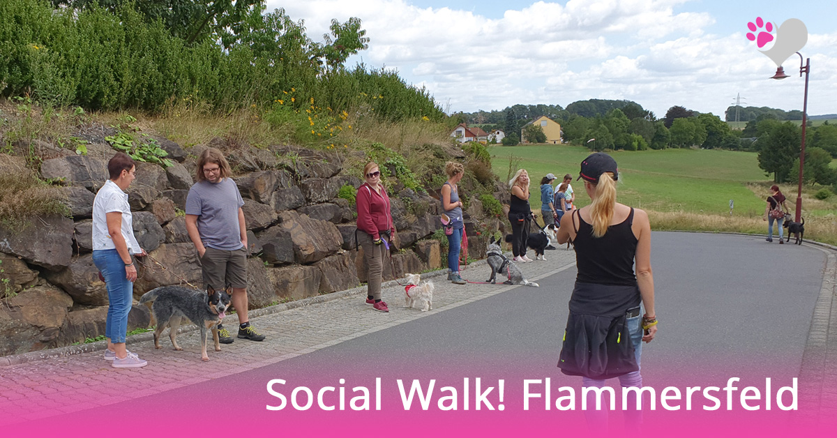 Hundeschule Social Walk Flammersfeld