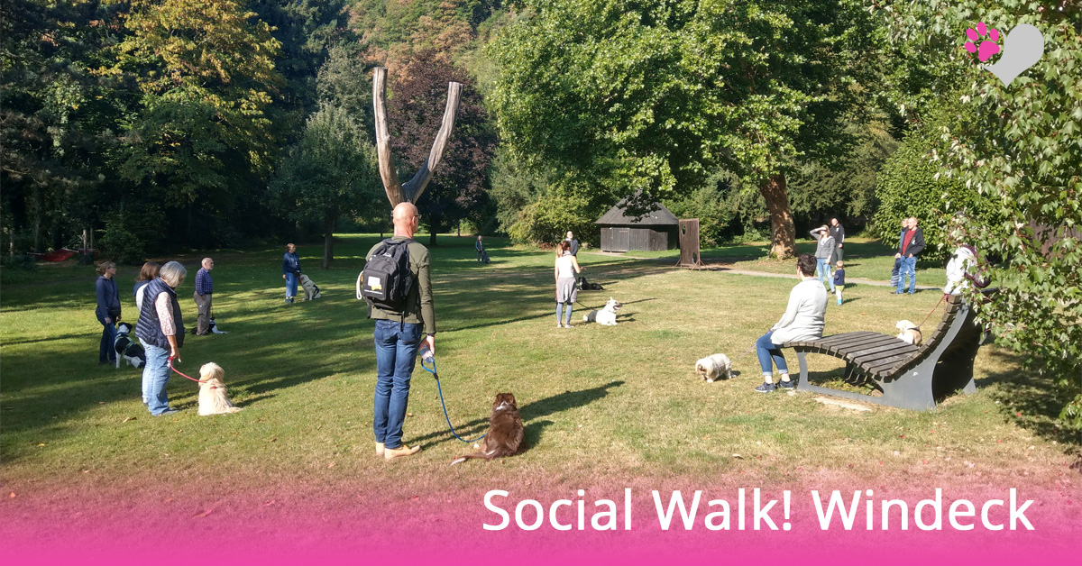 hundeschule-windeck-social-walk