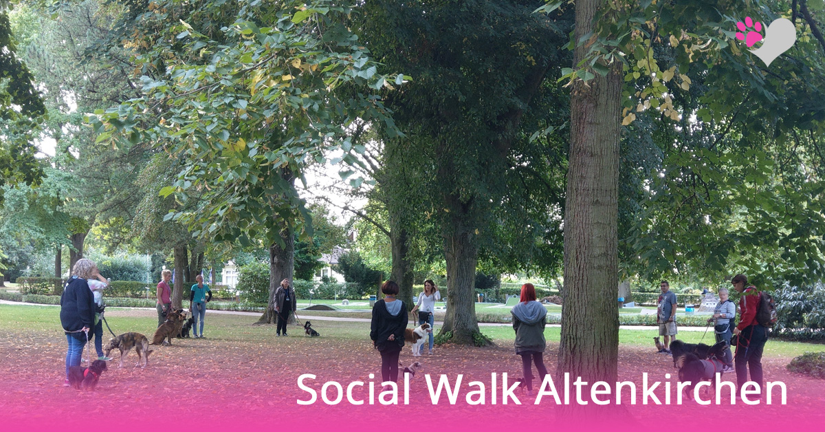 Hundeschule-Hennef-Social-Walk