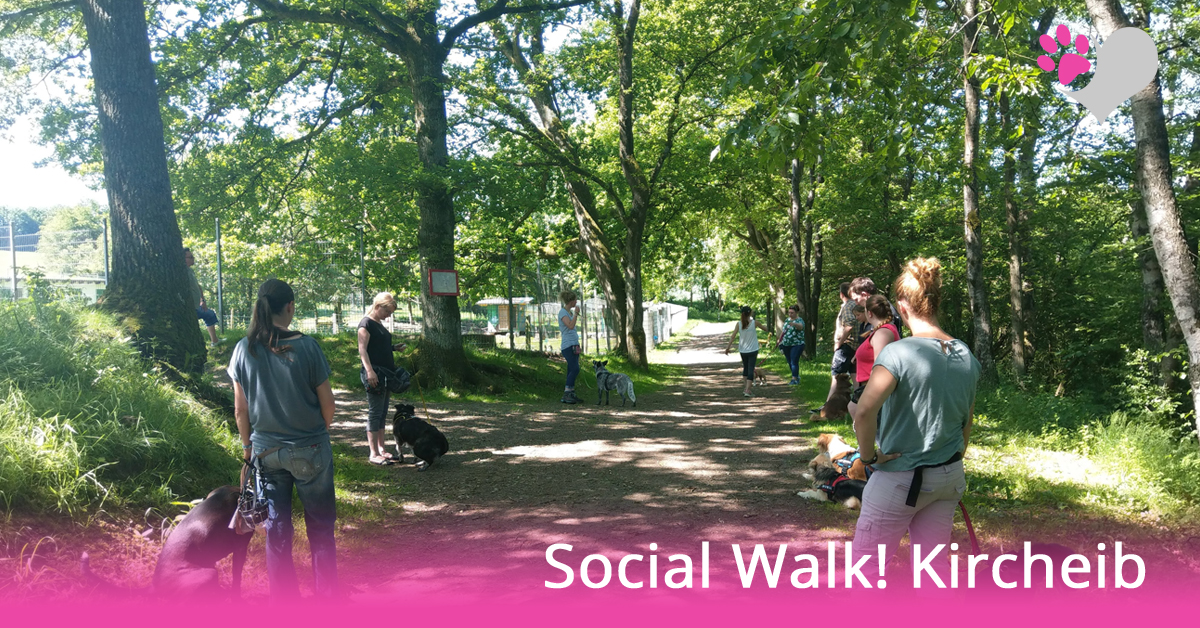 hundeschule-Kircheib-social-walk