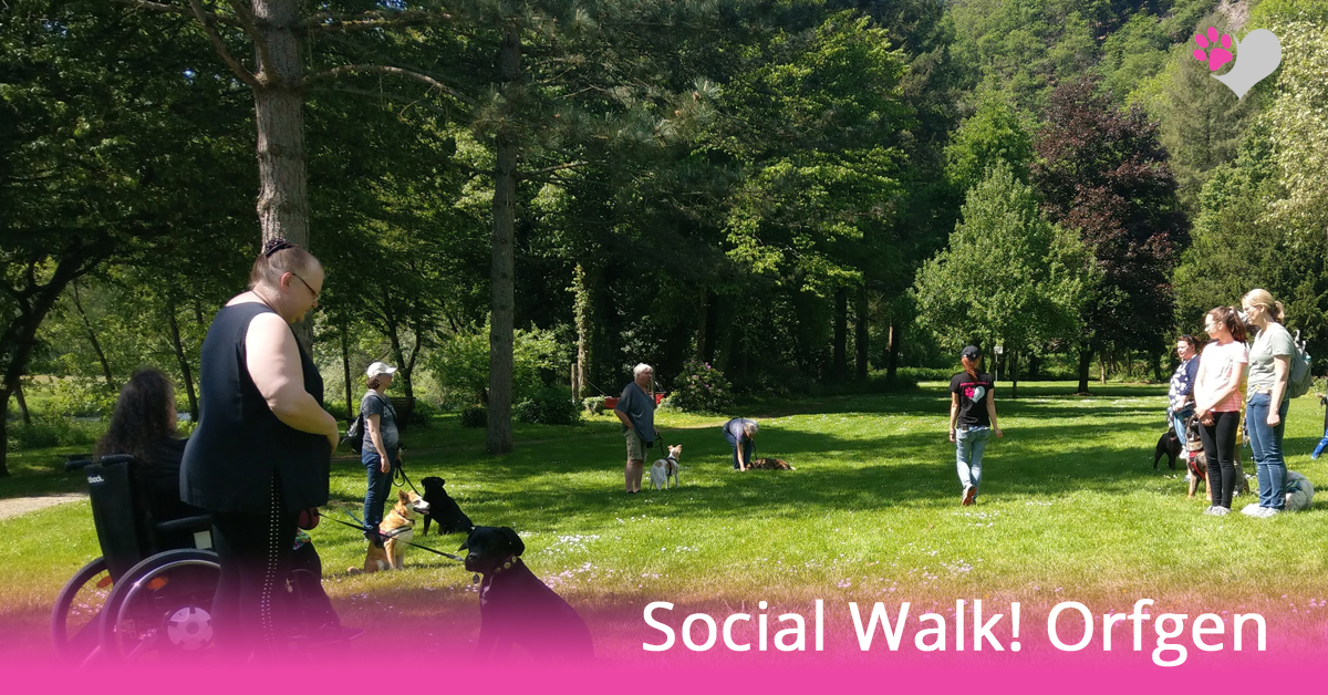Hundeschule Social Walk Orfgen
