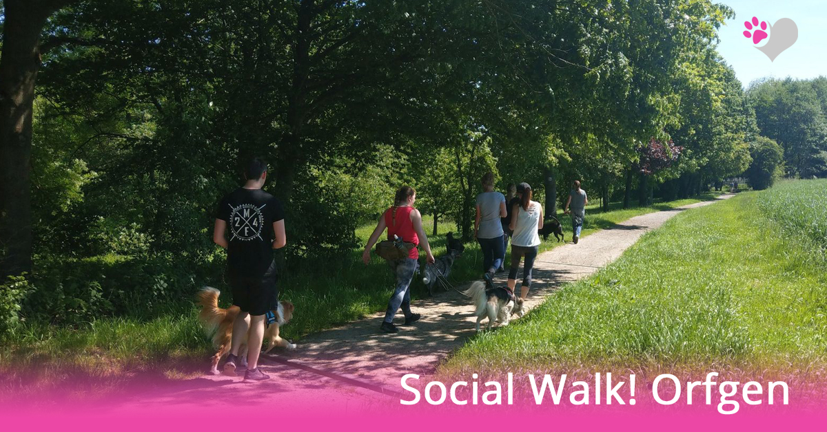 hundeschule-orfgen-social-walk